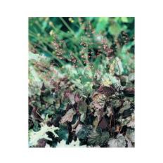 Alunrot OMNIA GARDEN Heuchera 'Rachel' 6-pack