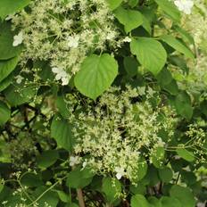 Klatrehortensia, Hydrangea petiolaris, 7,5 liter potte, 125 - 150 cm