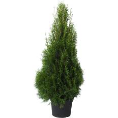 Thuja (På lager i varehus)