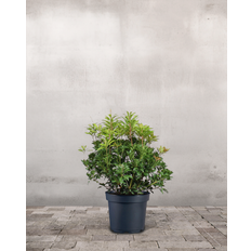 Pieris Japonica Mountain Fire - 40-60 cm