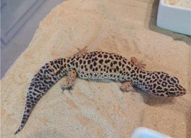 Eublepharis macularius Leopardgekko - medium/stor/voksen.