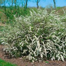 Spirea Cin. Grefsheim