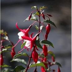 Fuchsia 'Madame Cornelissen'