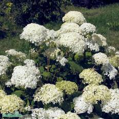 Vidjehortensia 'Annabelle' co 3-pack