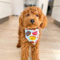 Donut Bandana til hund | OUTLET