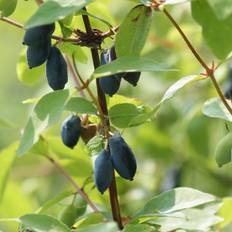 Honningbær Indigo Gem - Lonicera caerulea Indigo Gem