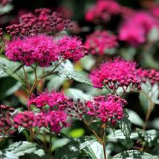 Spiræa Læhegnsplante og Hækplante (Spiraea bum. 'Anthony Waterer' Sapho) 20-40 cm