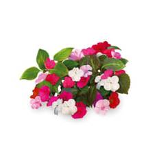 Click And Grow Refill 3-pack Flitiga Lisa
