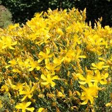 Perikon (Hypericum olympicum)