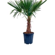 Hørpalme, Trachycarpus fortunei, Ø35 cm potte