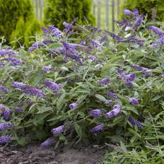 Dvärgbuddleja, Fjärilsbuske - Buddleja davidii Flutterby Petite Lavender ® (Storlek: 30-40 C2)