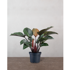 Philodendron Congo 'Rojo' - 80-100 cm