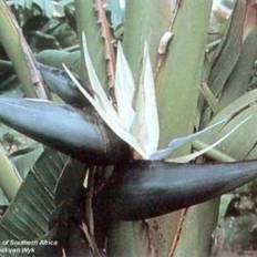Strelitzia Nicolai – Great White bird of paradise