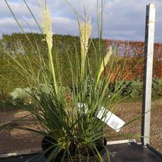 Pampasgræs Mini Tiny Pampa - Cortaderia selloana Tiny Pampa