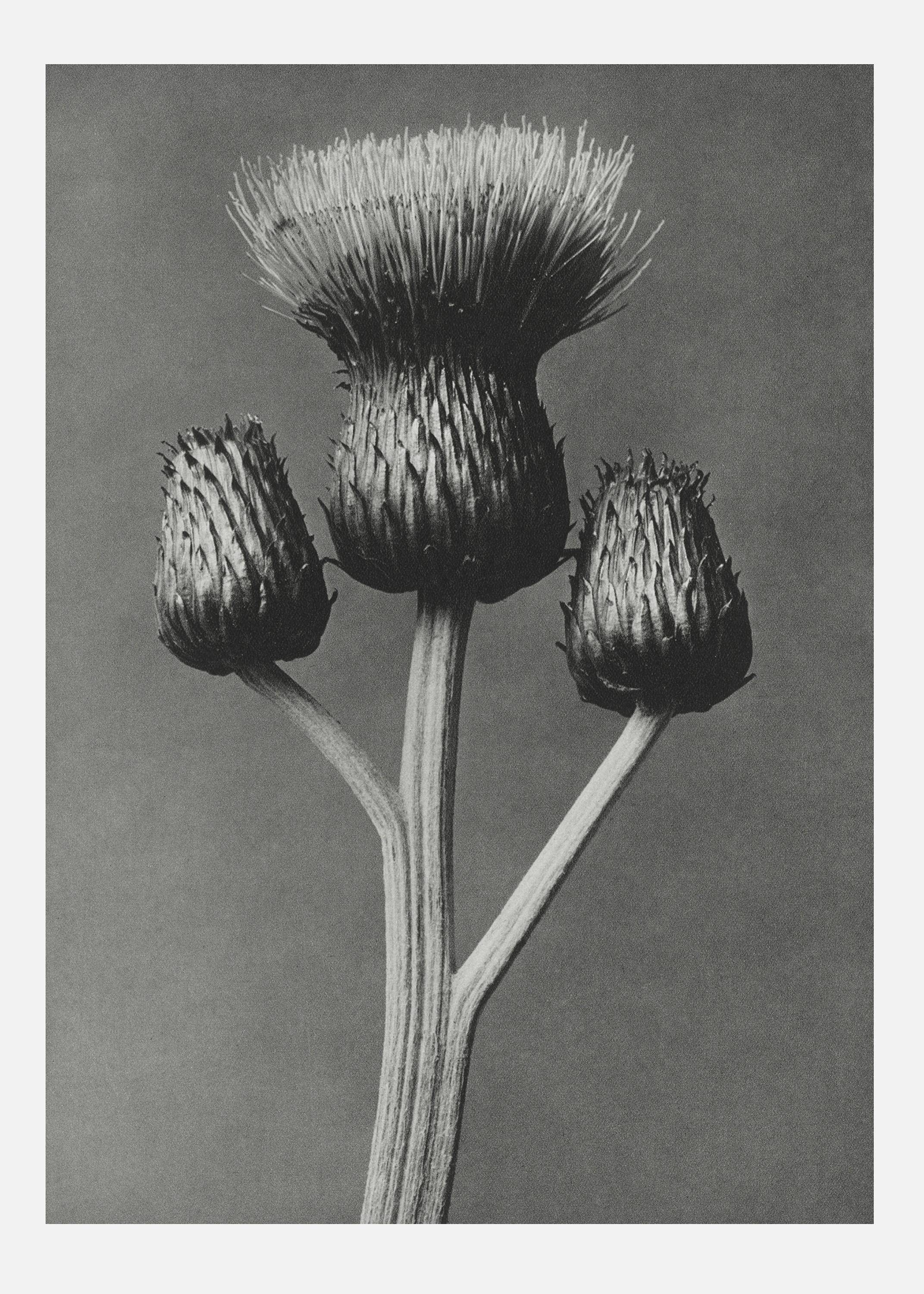 Grey Flower I Canvastavla (70x100 cm)