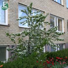 Bärhäggmispel (Storlek: solitär 150-175 co)