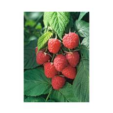 Hösthallon OMNIA GARDEN Rubus Autumn Bliss 1-pack