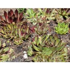 SEMPERVIVUM hybridum Vinterhårdfør sorter - Husløg (ca.100 frø)