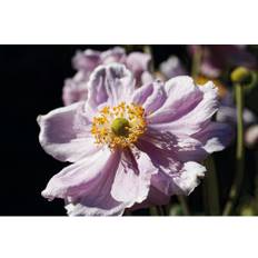 Höstanemon OMNIA GARDEN Anemone hybrida 'Königin Charlotte' 6-pack