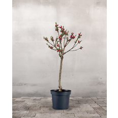 Nektarin, Prunus Persica var. Nucipersica - 60-80 cm