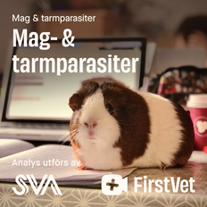 Avföringsprov mag- och tarmparasiter paket gnagare - Tarmparasiter