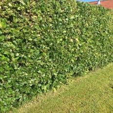 Bøgehæk Fagus Sylvatica 50-80 cm 15 stk.