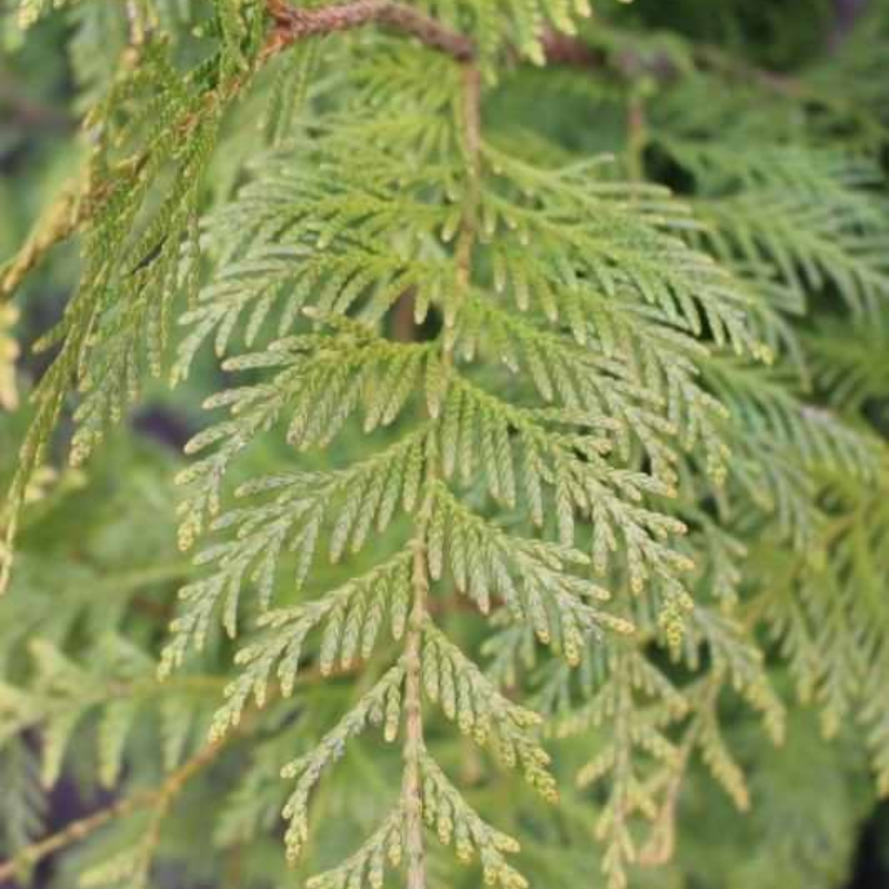 Kæmpethuja (Thuja plicata 'Martin') 160-190 cm - Palle med 25 stk.