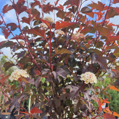 Blærespiræa (Physocarpus opu. 'Diable d'Or') 30-60 cm
