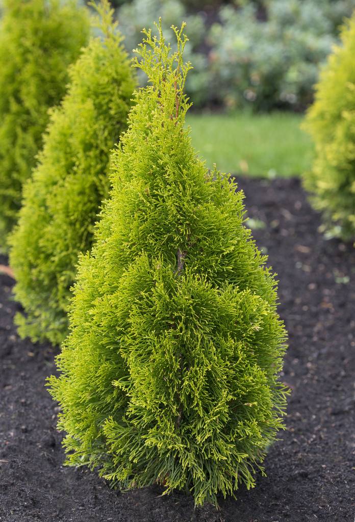 Tuja - Thuja occidentalis Golden Brabant (Storlek: 60-80 C7,5)