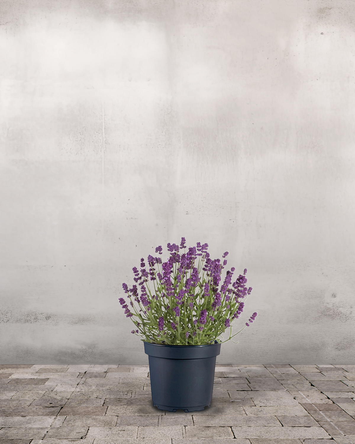 Lavendel, Lavandula angustifolia 'Hidcote Blue' - 12 cm potte
