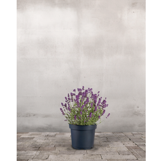 Lavendel, Lavandula angustifolia 'Hidcote Blue' - 12 cm potte