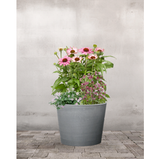 Den Rosa Staudekrukke - Greenify Udendørskrukke - Grå