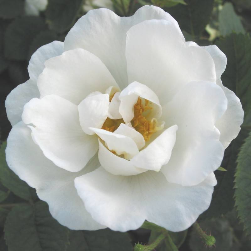 Rose Suaveolens - Historisk Rose / Barrods.
