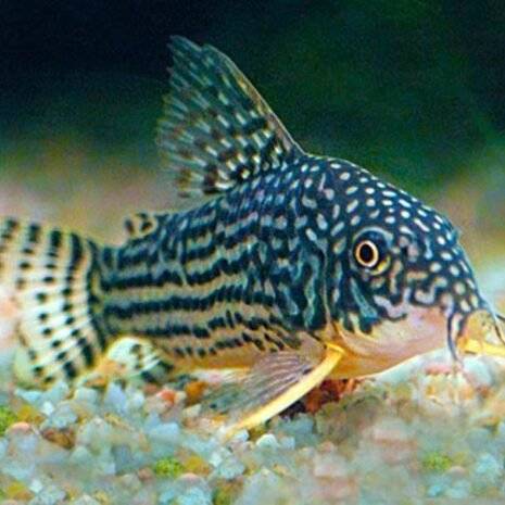 Corydoras sterbai