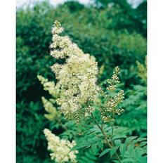 Buske Rönnspirea Vit 5-Pack
