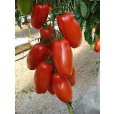 TOMAT SANMARZANO 11,5 cm. pot.