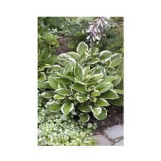 Blomsterfunkia OMNIA GARDEN Hosta fortunei 'Patriot' 3-pack