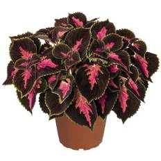 Palettblad 'Coleus' Ø17 cm