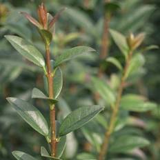 Ligustrum vulgare 'Atros' (Herkules Liguster Hæk) 140-160 cm.