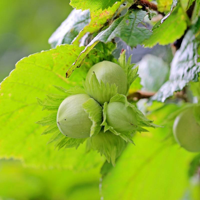 Storfrugtet hassel Lambert's Filbert - Corylus avellana Lambert's Filbert.