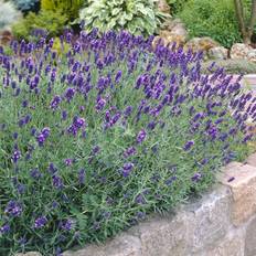Lavendel - Lavandula angustifolia Munstead (Krukstorlek: 0,5-1L)