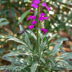 Gyldenlak, Erysimum lin. 'Bowles Mauve', 11 cm potte