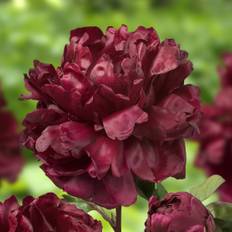 Paeonia lactiflora Francois Ortegat, Luktpion,