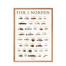 POSTER & FRAME Fisk I Norden, Sten |Multi/patterned |30X40 cm