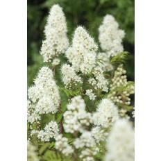 Liten rönnspirea 'Maia' E CO 10-p