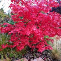 Acer palmatum 'Osakazuki', sol.100-125 co/kl