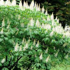 Hestekastanie Busk (Aesculus parviflora) 60-100 cm