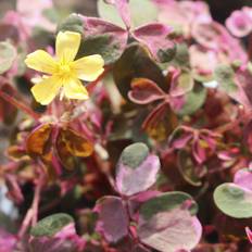 Skovsyre (Oxalis vulcanicola 'Crazy Plum') Potte 12 cm