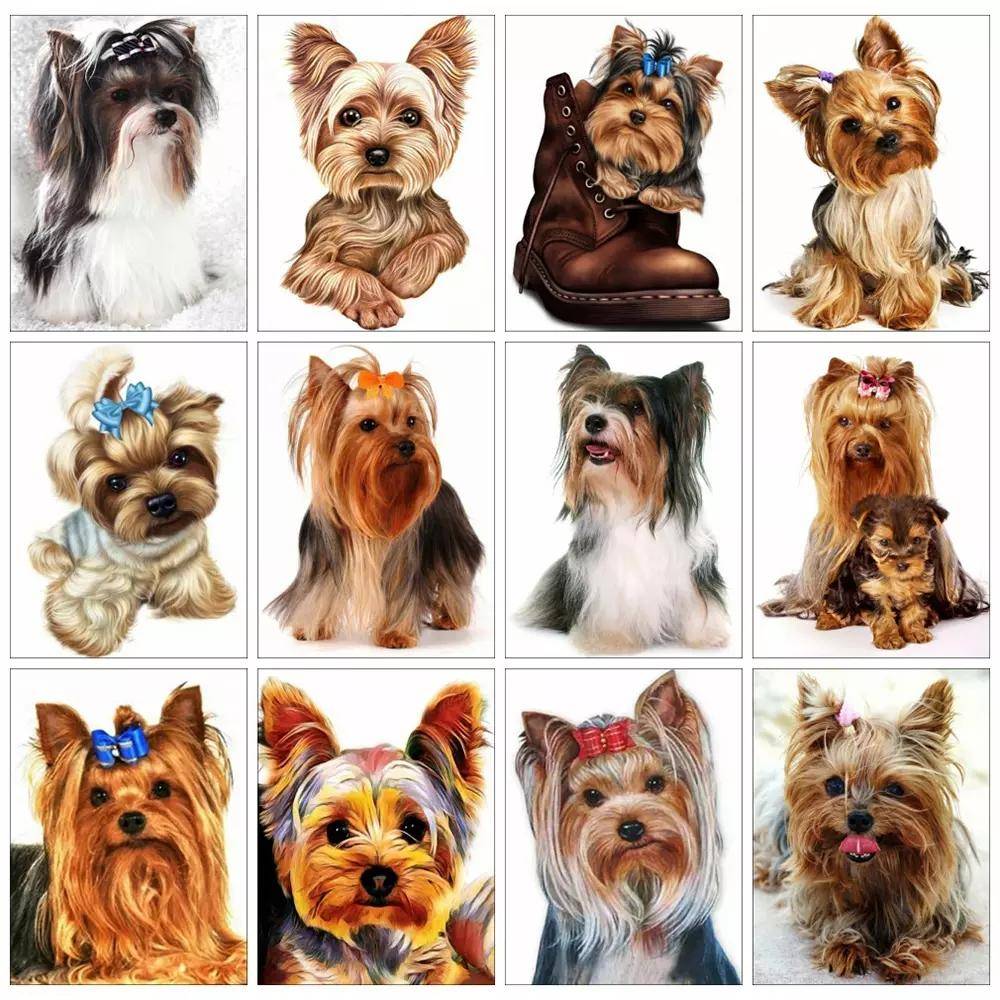 Diamantmålning Hund Djur Diamantbroderi Yorkshire Terrier Mosaikdekoration Målning med diamanter
