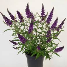 Sommerfuglebusk (Buddleja d. Summer Kids® 'Romy')